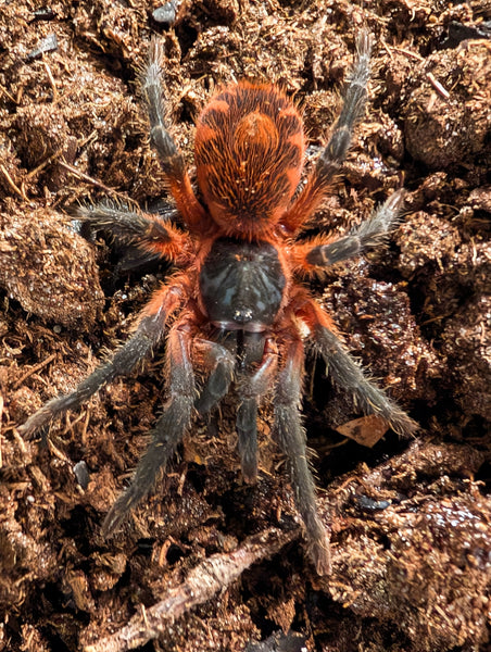 Davus sp Panama - Lava Spider Tarantula for Sale | TDE