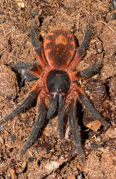 Davus sp Panama - Lava Spider Tarantula for Sale | TDE
