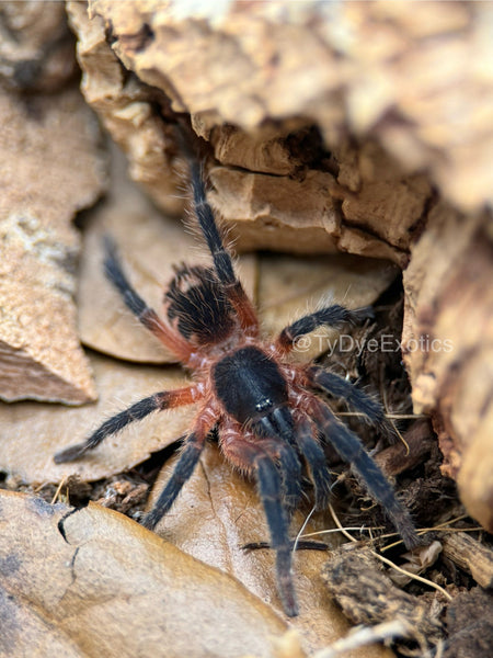 Davus sp Panama - Lava Spider Tarantula for Sale | TDE
