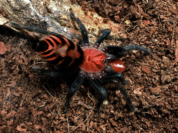 Davus pentaloris - Guatemalan Tiger Rump Tarantula for Sale | TDE