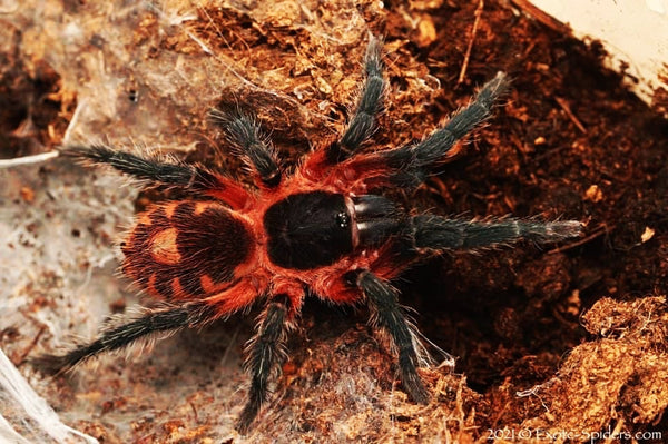 Davus sp Panama - Lava Spider Tarantula for Sale | TDE