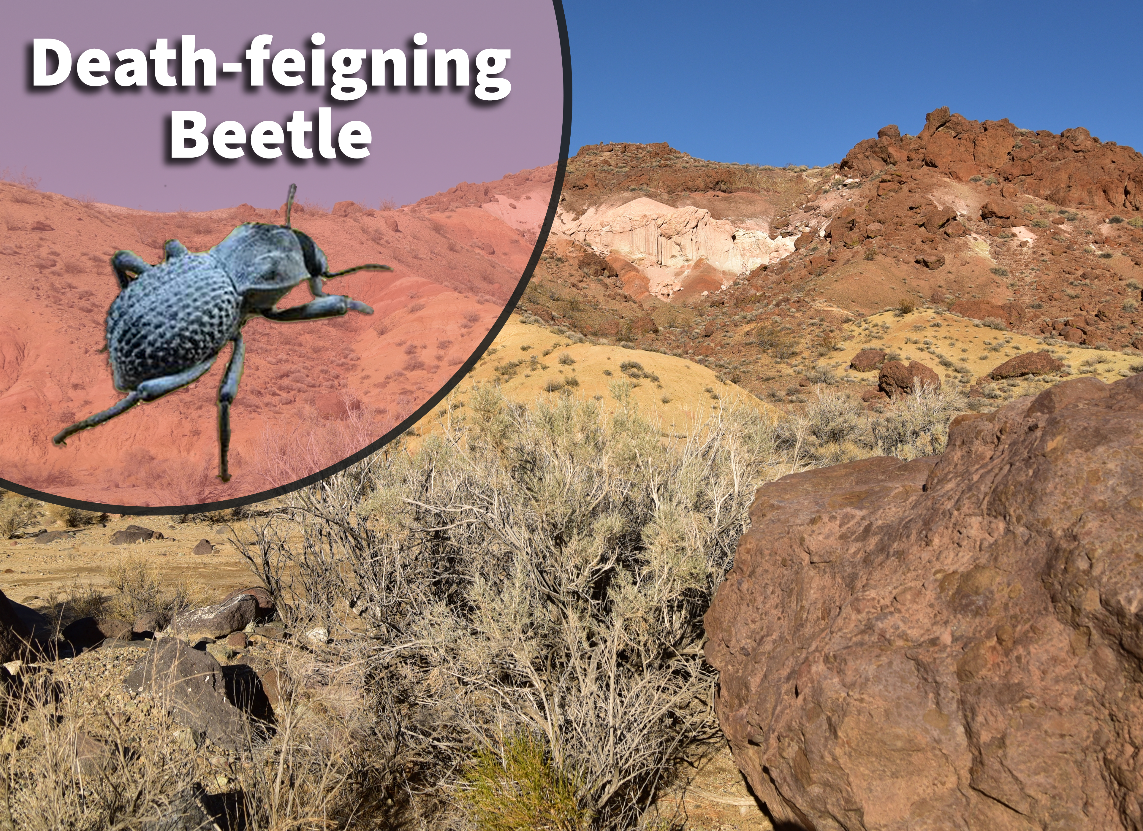 Death Feigning Beetle (Asbolus sp.) Bioactive Vivarium Kit – The