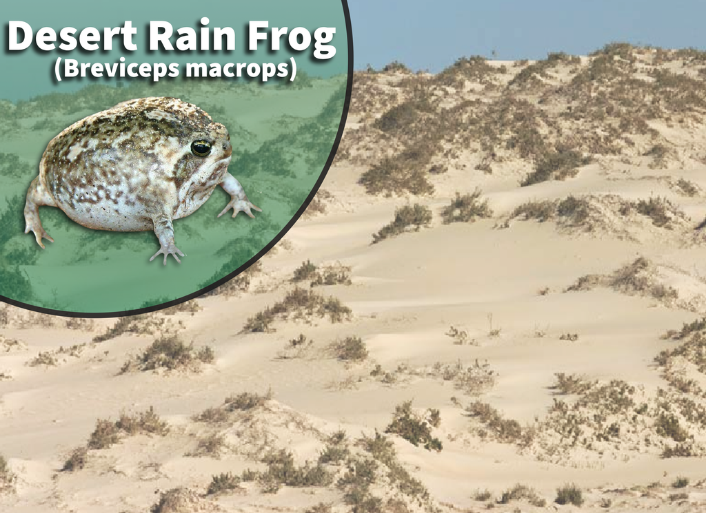 Desert Rain Frog (Breviceps macrops) Bioactive Habitat Terrarium Kit