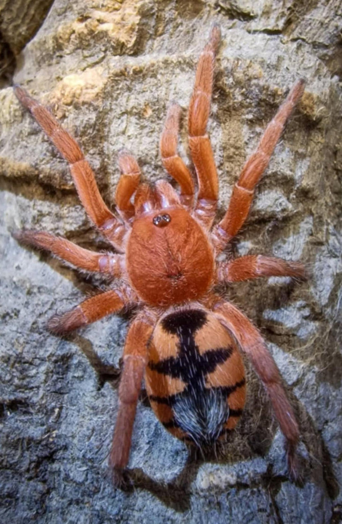 Devicarina guidonae – Saffron Dwarf Pumpkin Tarantula | Ultra-Rare Miniature Species | TDE