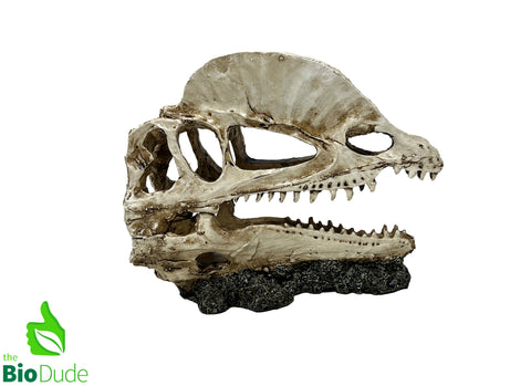 The Bio Dude - Dino Decor Dilophosaurus