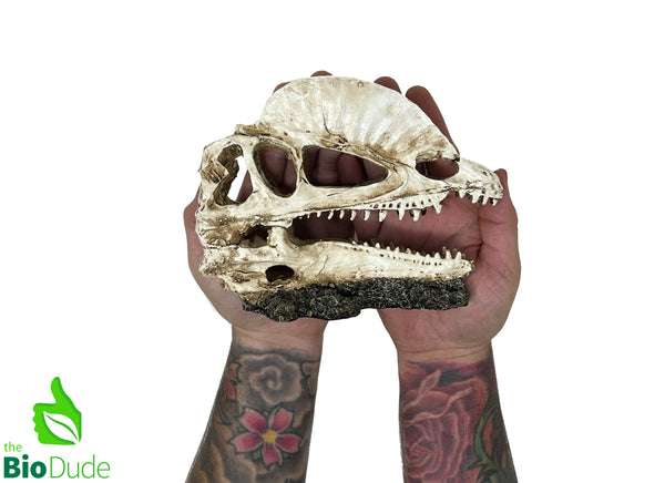 The Bio Dude - Dino Decor Dilophosaurus
