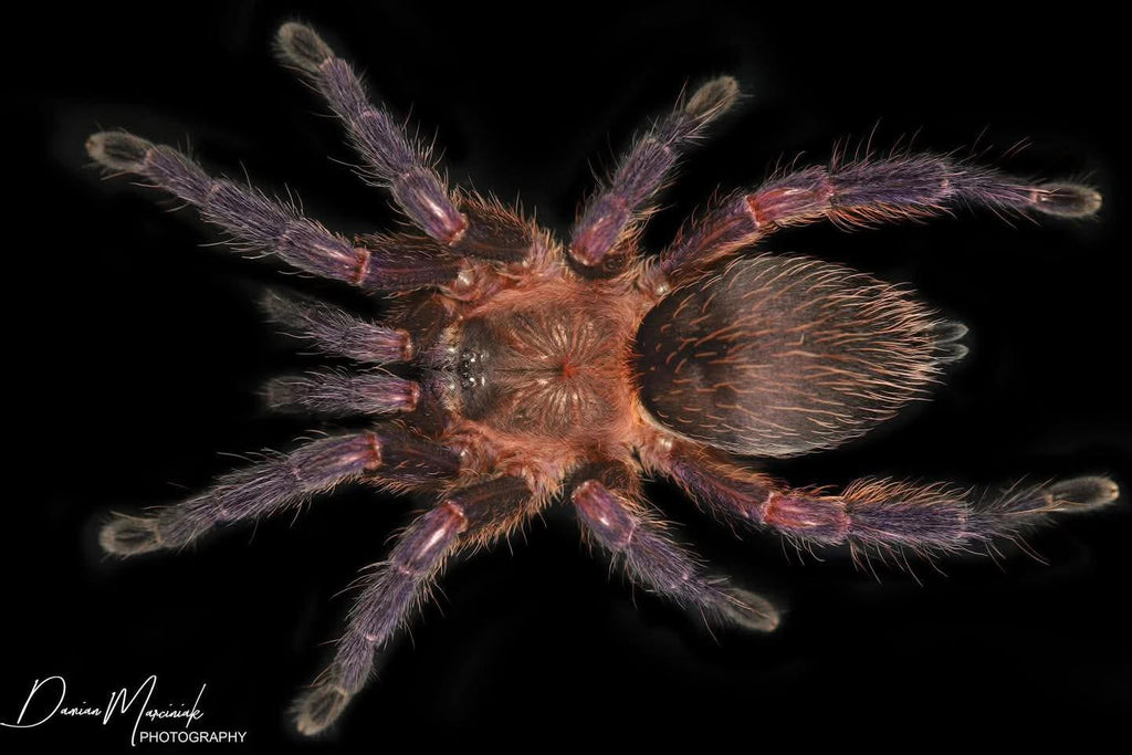Dolichothele rufoniger - Neon Purple Blast Tarantula for Sale | Live Arrival Guarantee | TDE