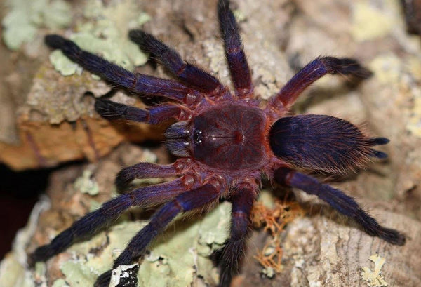 Dolichothele rufoniger - Neon Purple Blast Tarantula for Sale | Live Arrival Guarantee | TDE