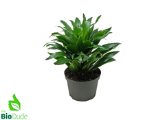 dracaena capital management 6" Pot Dracaena JC Compacta – The Bio Dude