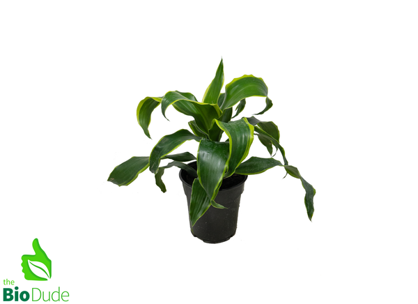 6" Pot Dracaena Dorado