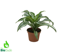 dracaena green jewel care Dracaena Jade Jewel | 4" Pot | Easy Care Houseplant