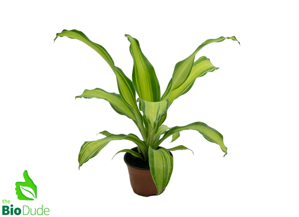 4" Pot Dracaena Marley