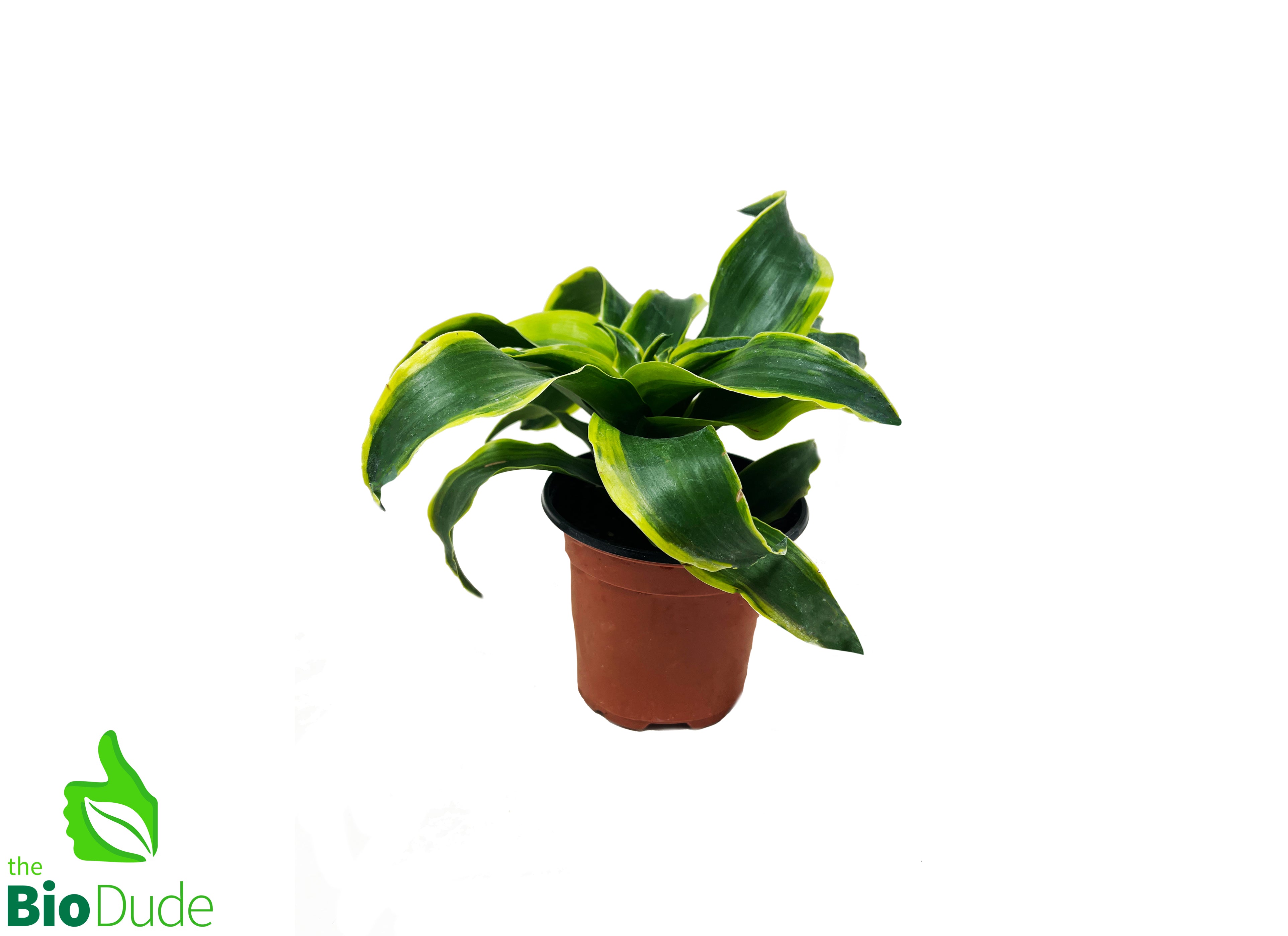 dracaena tornado plant 4" Pot Dracaena Tornado