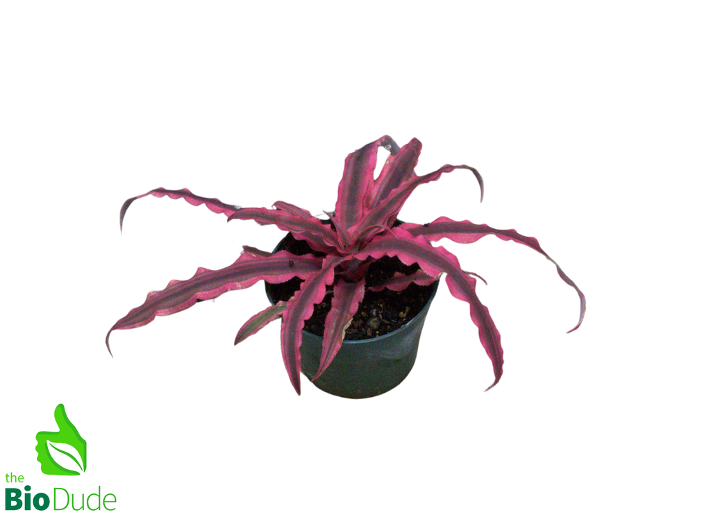 4" Pot Cryptanthus Earth Star Dude's Choice