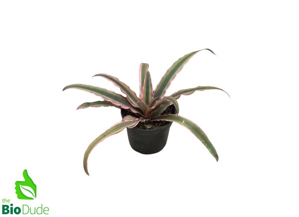 4" Pot Cryptanthus Earth Star Dude's Choice