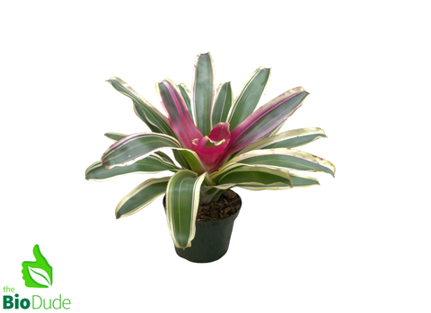 6" Pot Bromeliad Neoregelia - Rooted Mother  *The Dude's Choice*