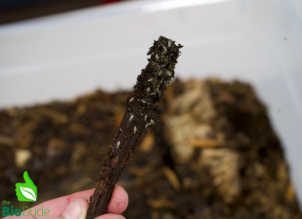 Trichorhina tomentosa "Dwarf White" Isopods FREE SHIPPING