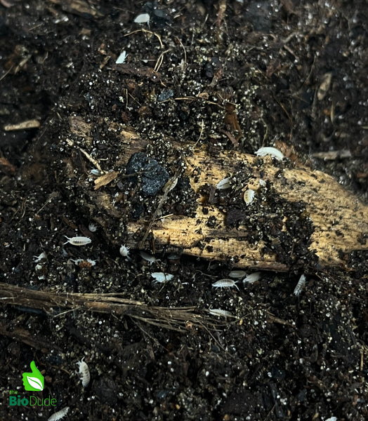 Trichorhina tomentosa "Dwarf White" Isopods  - 50 count FREE SHIPPING