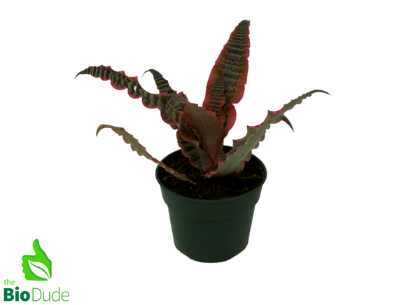 5" Pot Cryptanthus Elaine Earth Star