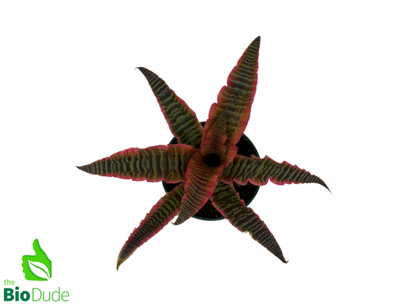 5" Pot Cryptanthus Elaine Earth Star