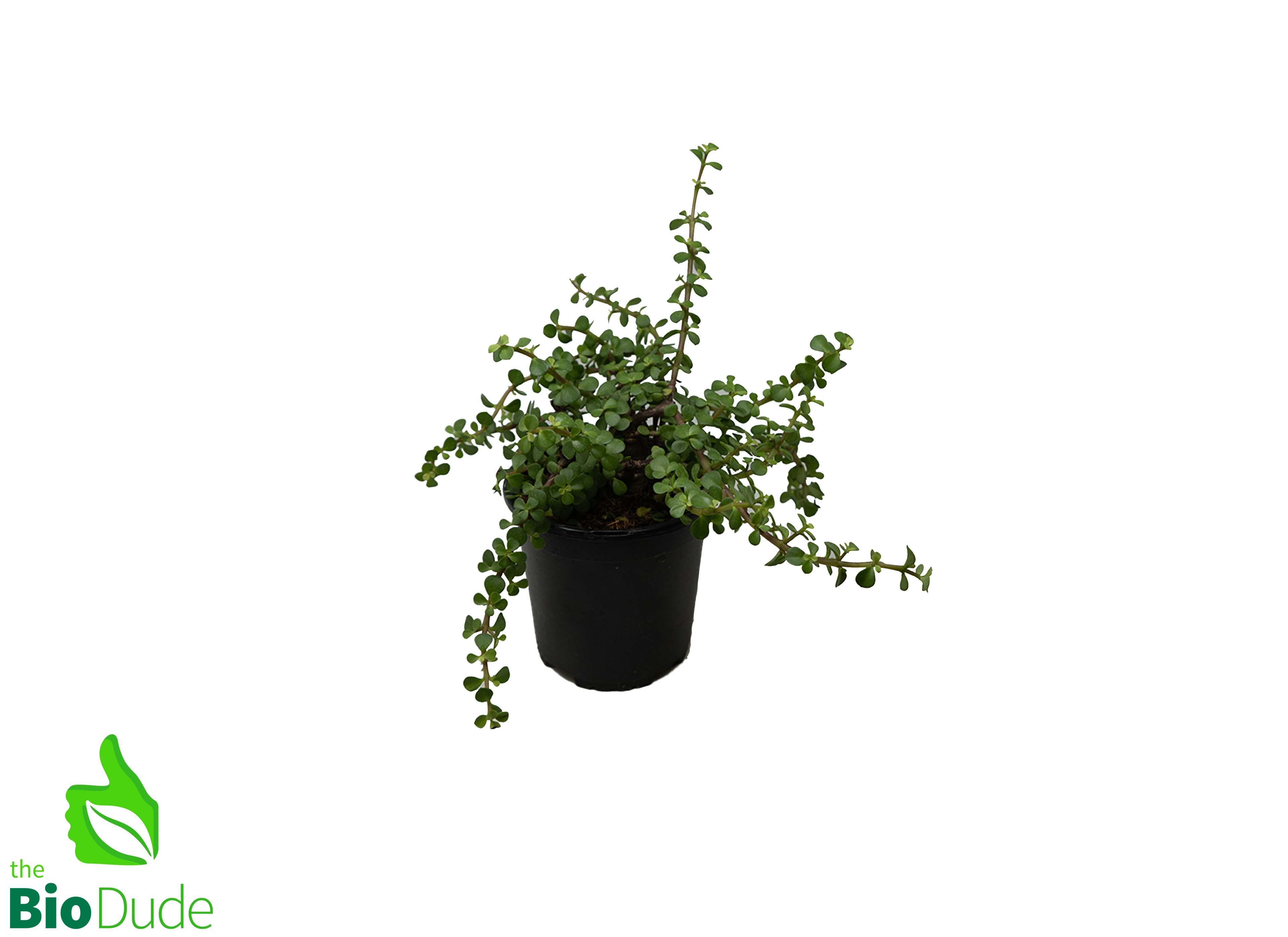 feeding pot plants 6" Pot Elephant Feed – The Bio Dude