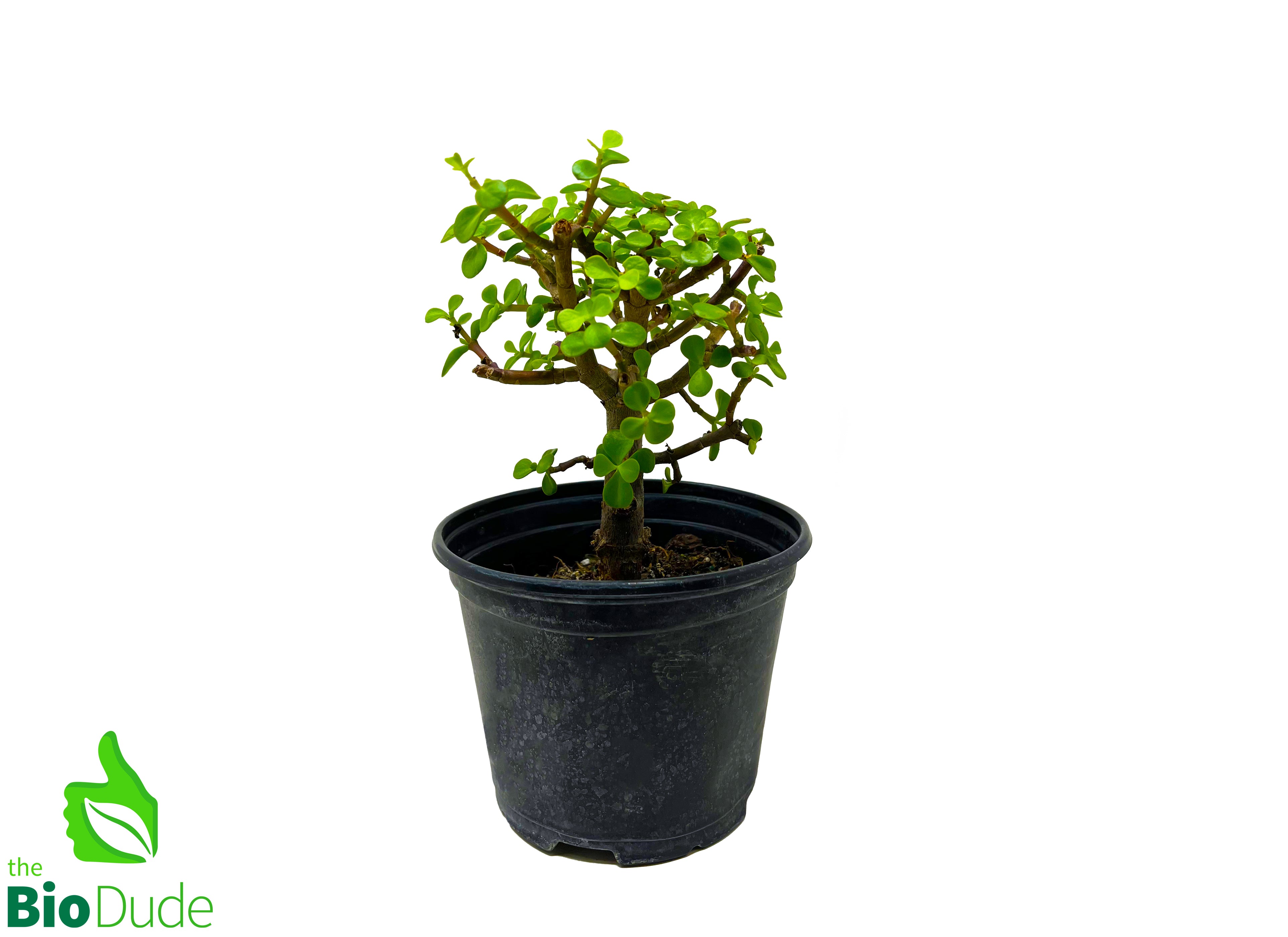 elephant plant pot 6" Pot Elephant Feed – The Bio Dude