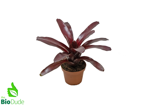 5" Pot Bromeliad Neoregelia Elwood
