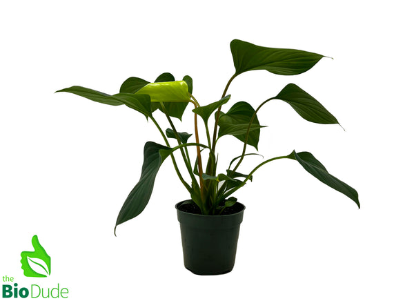 4" Pot Homalomena Emerald Gem