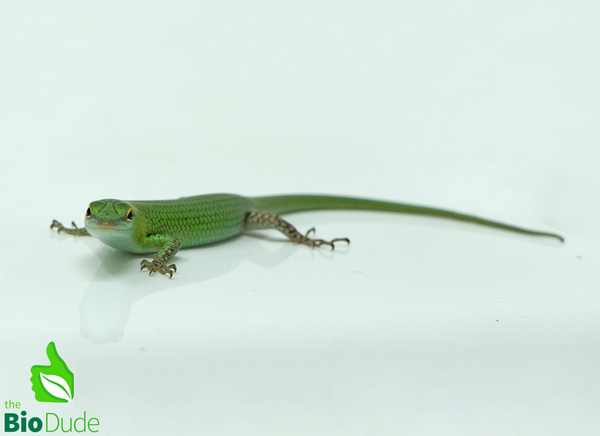Emerald Tree Skink baby- Captive Bred