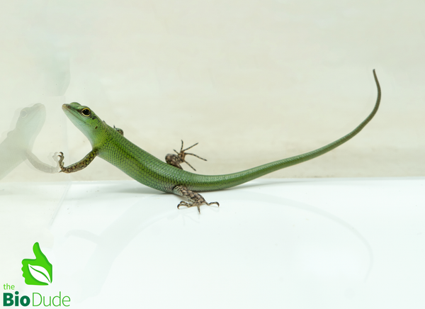 Emerald Tree Skink baby- Captive Bred