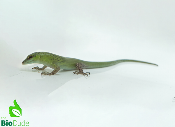 Emerald Tree Skink baby- Captive Bred