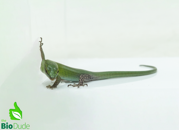 Emerald Tree Skink baby- Captive Bred