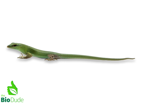 Lamprolepis smaragdina (captive-bred) | Emerald Tree Skink