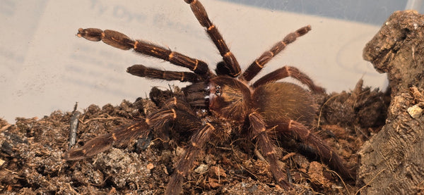 Ephebopus rufescens – Red Skeleton Tarantula | Live Arrival Guarantee  | TDE
