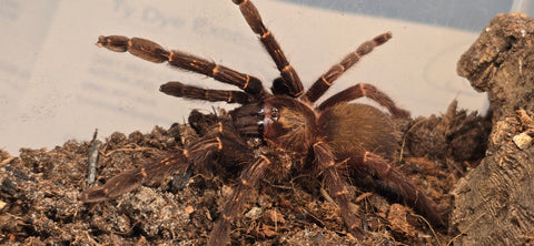 Ephebopus rufescens – Red Skeleton Tarantula | Live Arrival Guarantee  | TDE