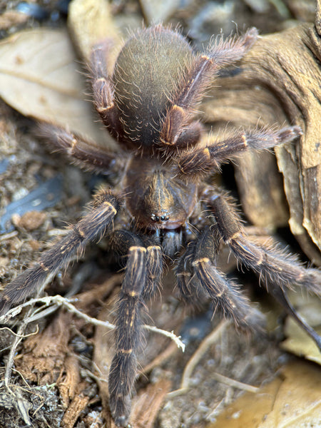 Ephebopus rufescens – Red Skeleton Tarantula | Live Arrival Guarantee  | TDE