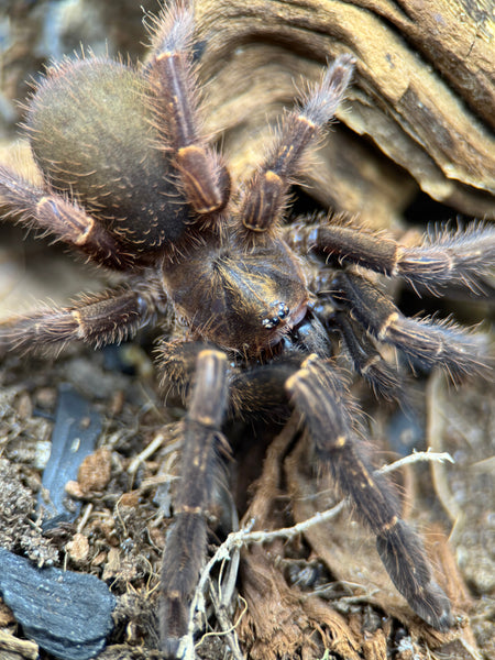 Ephebopus rufescens – Red Skeleton Tarantula | Live Arrival Guarantee  | TDE