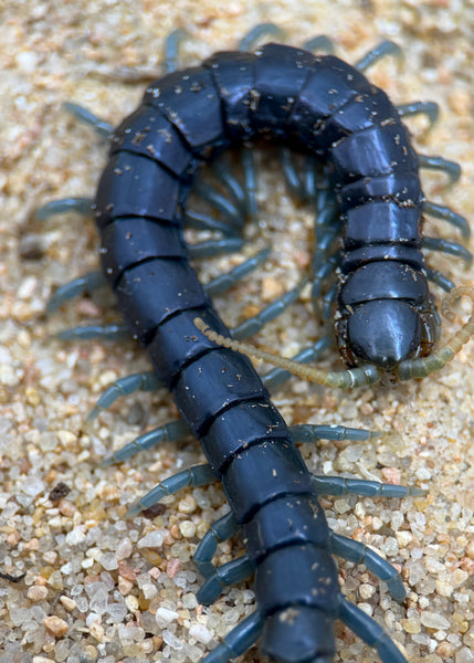 Ethmostigmus sp. 'Borneo Blue' – Borneo Blue Centipede | Electric Blue Giant Centipede | TDE