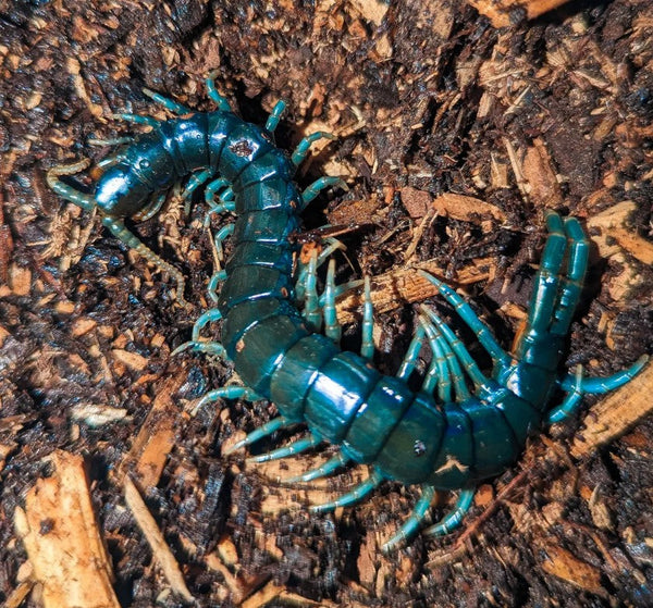 Ethmostigmus sp. 'Borneo Blue' – Borneo Blue Centipede | Electric Blue Giant Centipede | TDE