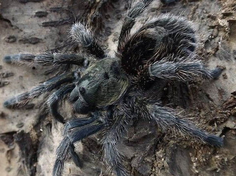 Euathlus manicatus ‘Black’ – Chilean Black Flame Tarantula | Rare Dwarf New World Species | Live Arrival Guarantee | TDE