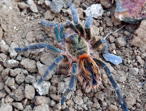 Euathlus sp Smaragd Tiger – Chilean Emerald Tiger | Metallic Green Striped Beauty | Live Arrival Guarantee | TDE