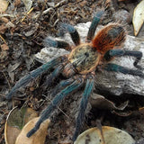 Euathlus sp Smaragd Tiger – Chilean Emerald Tiger | Metallic Green Striped Beauty | Live Arrival Guarantee | TDE