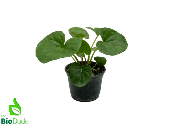 6" Pot Farfugium Gigantea