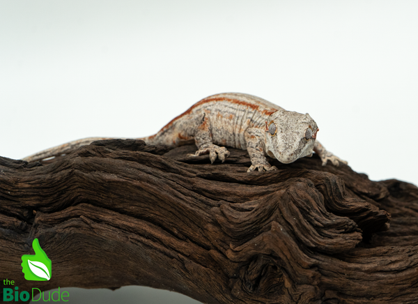 Gargoyle Gecko - Sexable Female