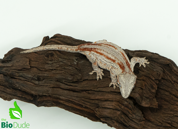 Gargoyle Gecko - Sexable Female