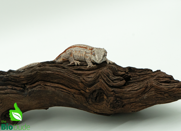 Gargoyle Gecko - Sexable Female