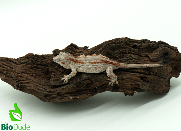 Gargoyle Gecko - Sexable Female