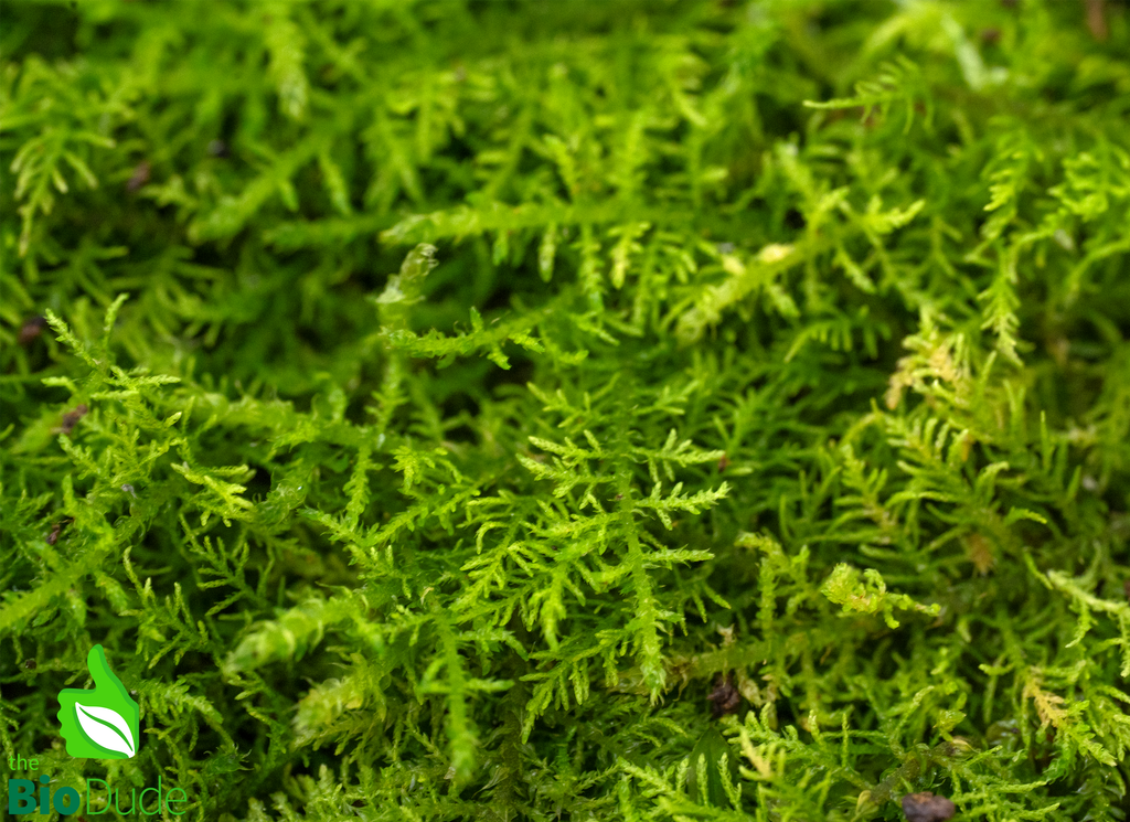 Live hand propagated Fern Moss - Thuidium Cymbifolium