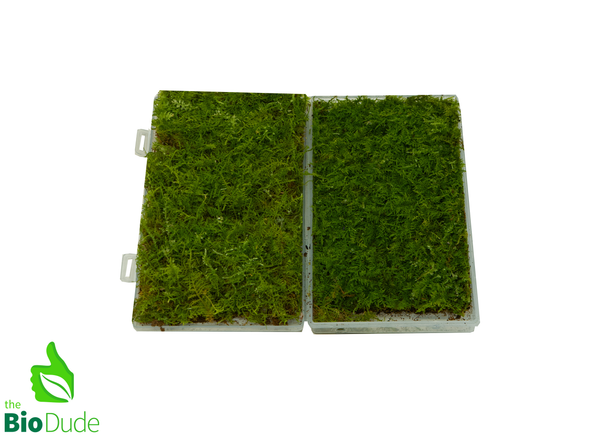 Live hand propagated fern moss - Thuidium cymbifolium