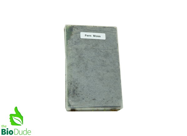 Live hand propagated fern moss - Thuidium cymbifolium